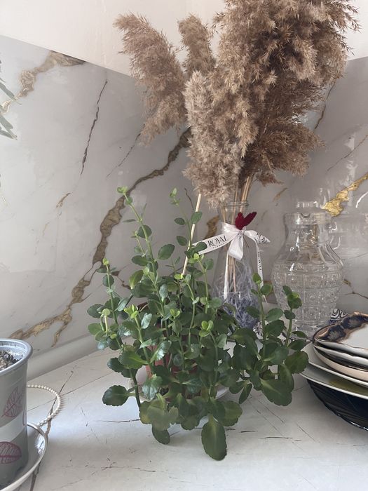 Цветы домашние