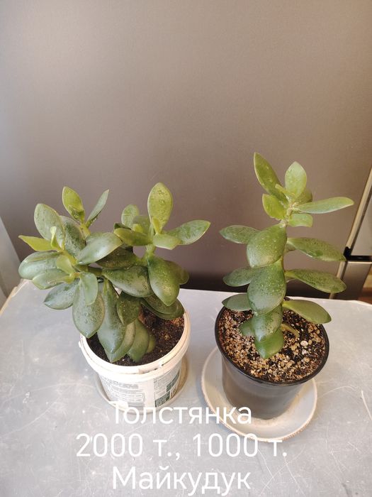 Толстянка (денежное дерево)