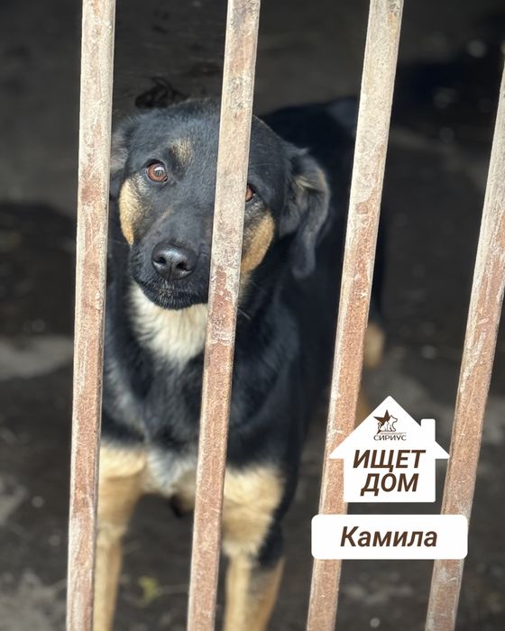 Собаки в поиске хозяев!