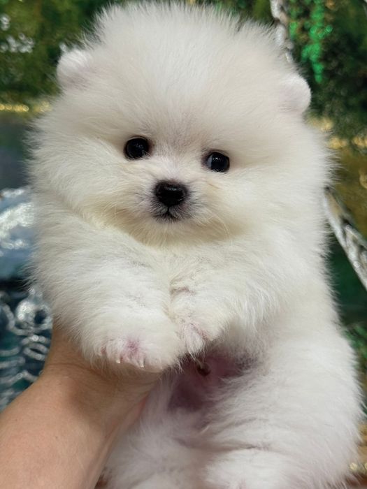 Шпицы мальчики готовы к переезду