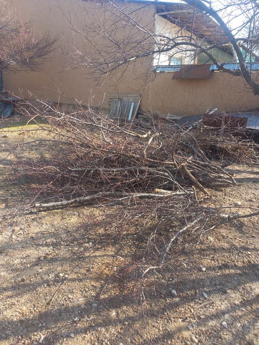 Shox o'tin bor tekinga bervoraman