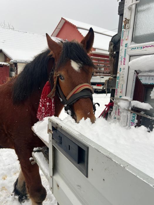 Vand mânz de 1 an si 8 luni