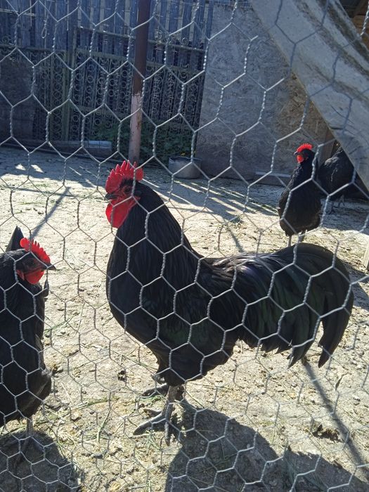 Oua Australorp pentru incubat