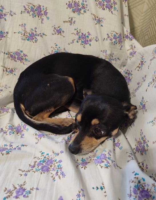 Вязка собак той терьер