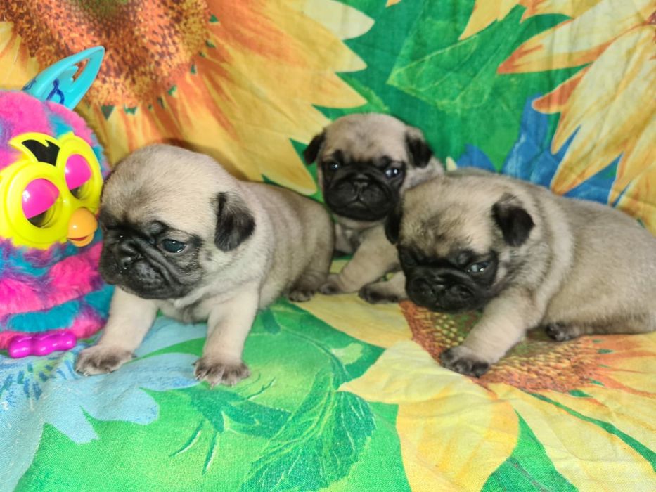 Продам щенков мопса.