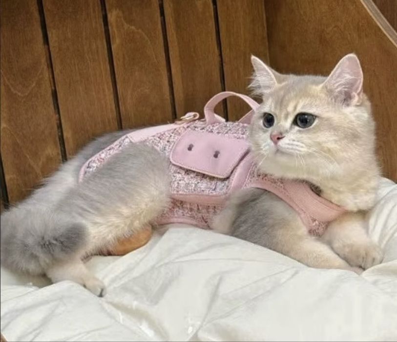 переноска поводок шлейка для кошка