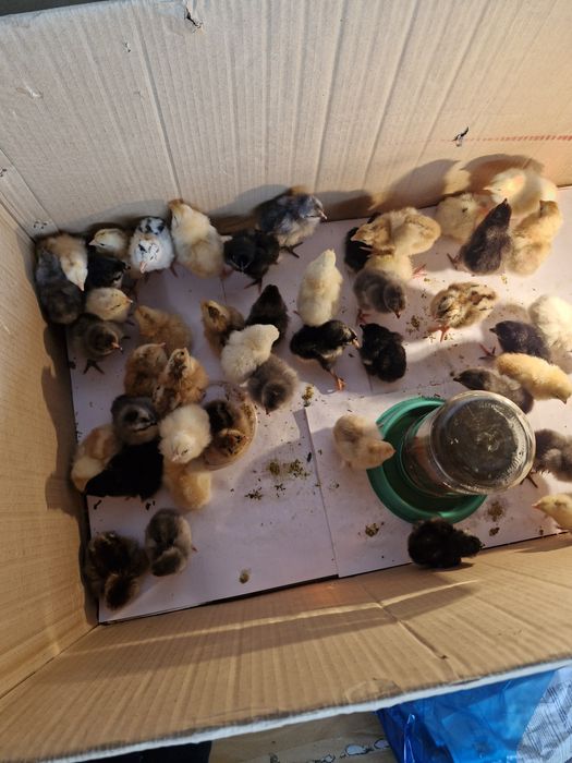 Цыплята и шөжелер