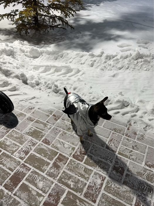Той Терьер.