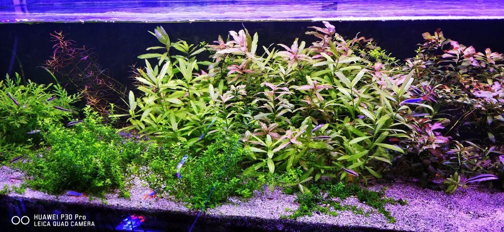 Plante de acvariu, Bucephalandra, Lobelia, Valisneria, plante easy