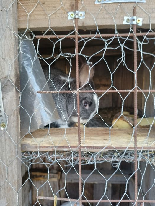 Vind iepurii crescuți cu mîncare naturală