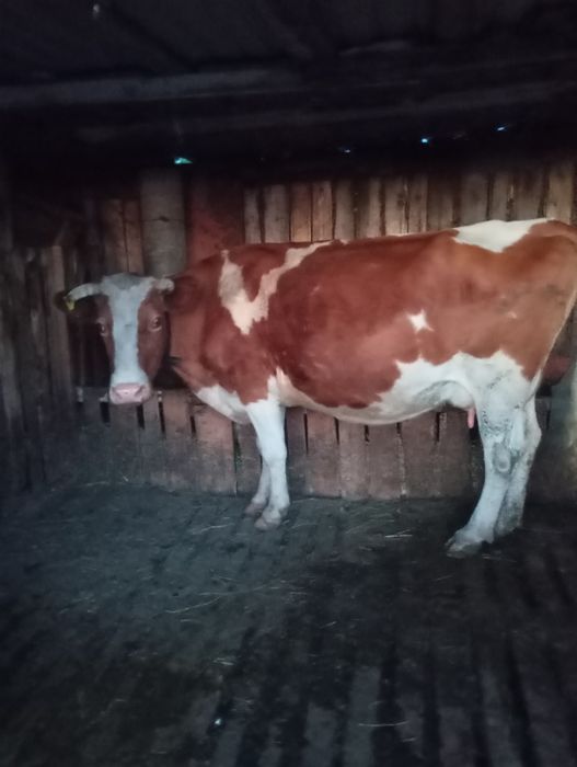 Продам дойную корову