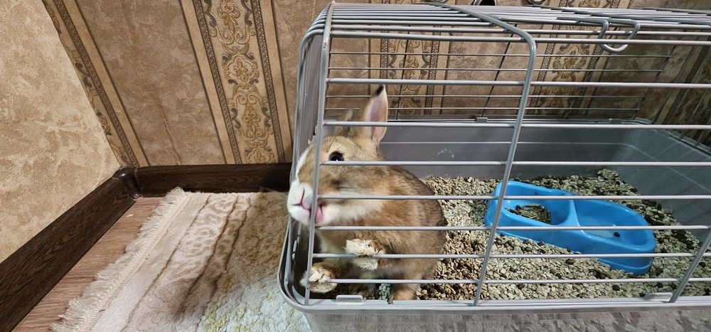 Зудлик билан куен сотилади