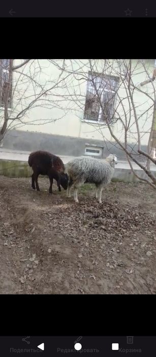 Улкен кошкарлар семыз