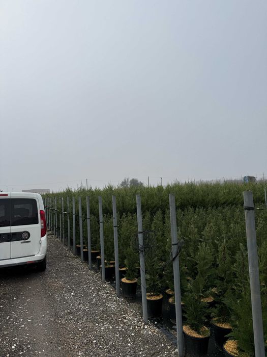 Plante ornamentale care aduc stil și frumusețe