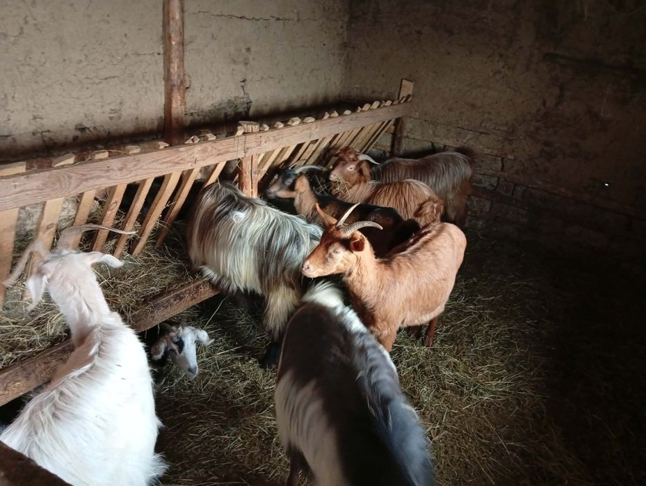 Vând capre gestante