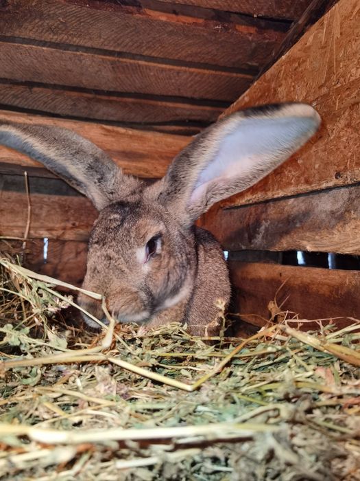 Iepuri uriași german