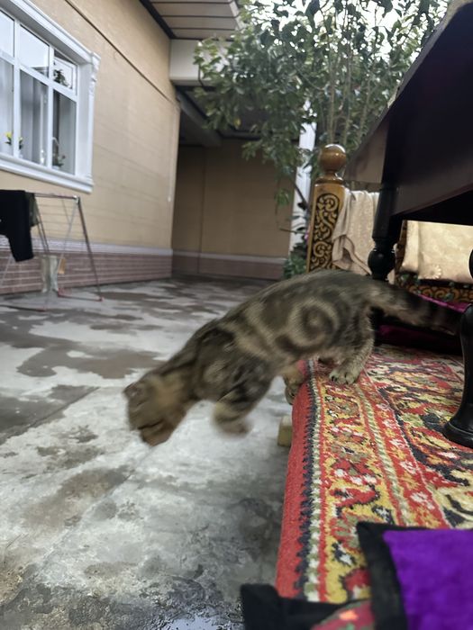 Scottish fold 2 oydan oshgan parodasi toza korinishi zor!