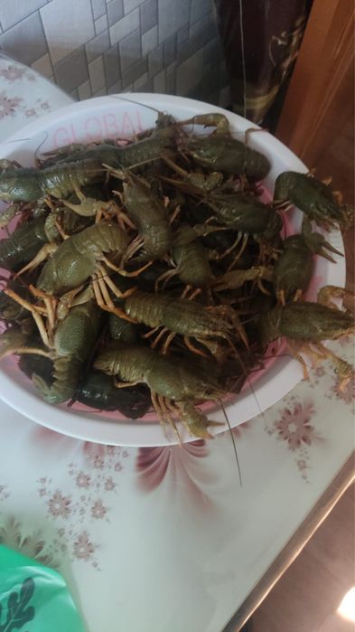 Продам живых раков