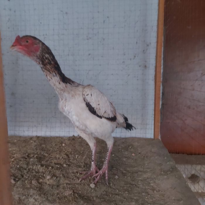 Шамо микс курочка 2год