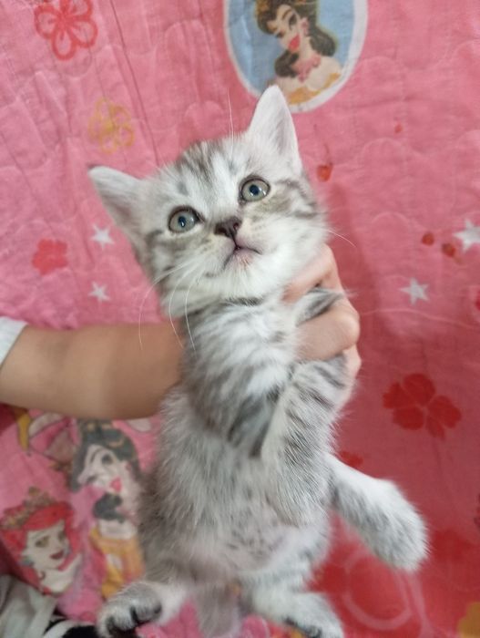 Shinshila mushuklar sotiladi