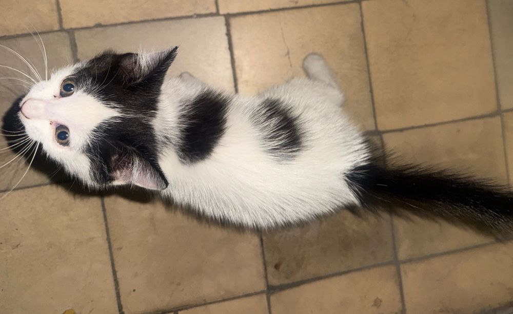 Отдаем котенка в добрые руки