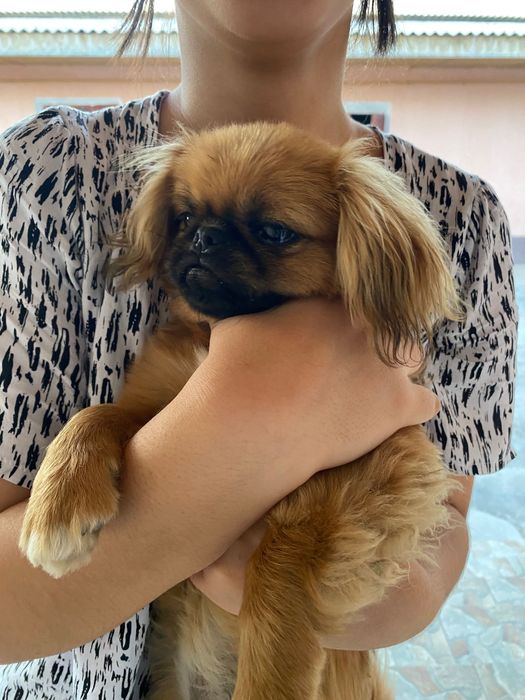 На цену не смотреть! Договоримся Девочка пекинес ищет парня