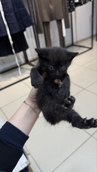 Отдам в добрые руки котят