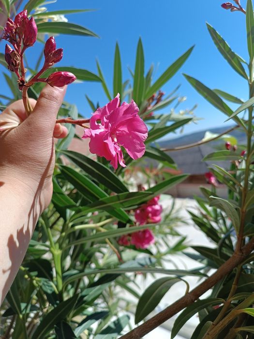 Oleandri mari 1.50–1.80 m — roz / crem / alb / grena / roșu