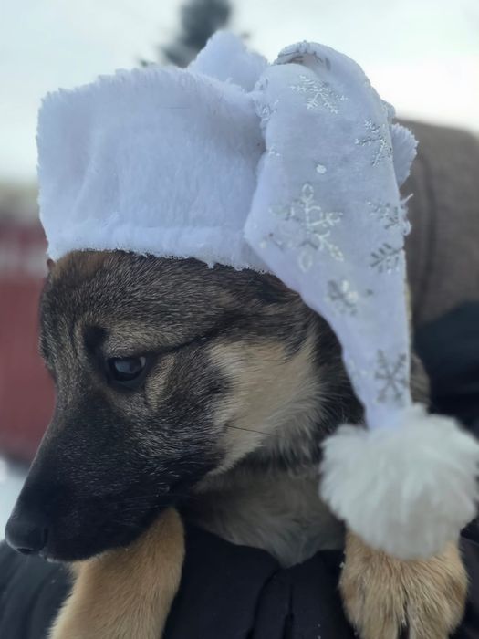 Отдам в хорошие руки