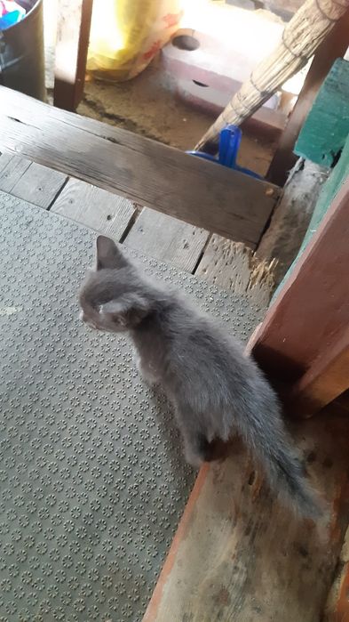 Милые веселые котята