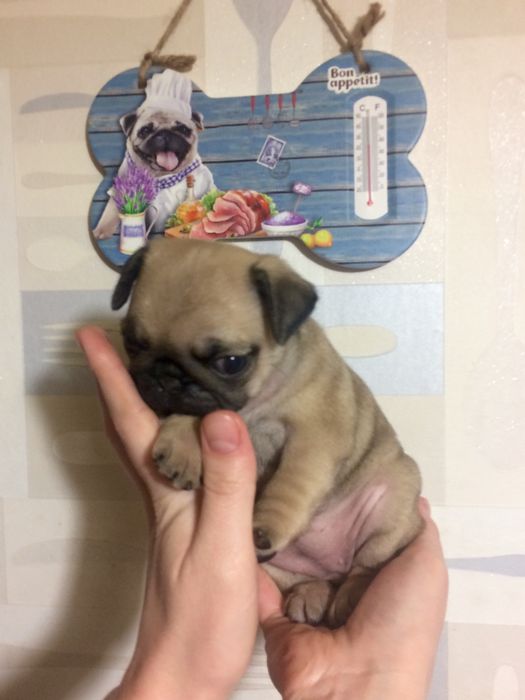 Мопсики с документами