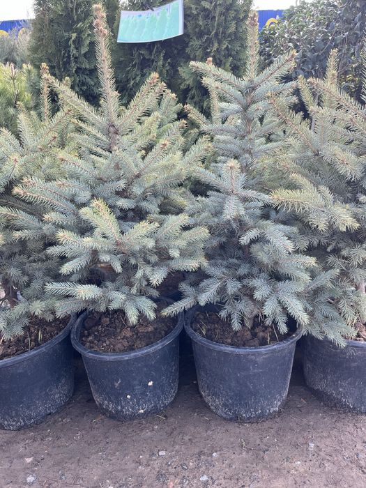 Саженцы оптом продам