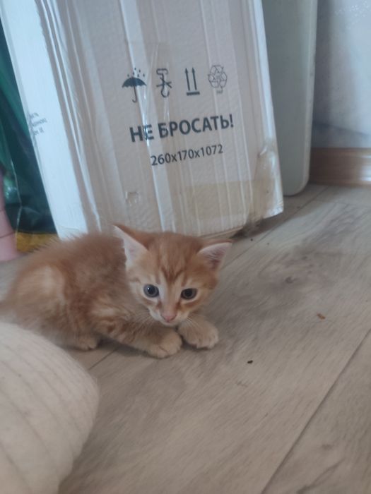 Котята в добрые руки