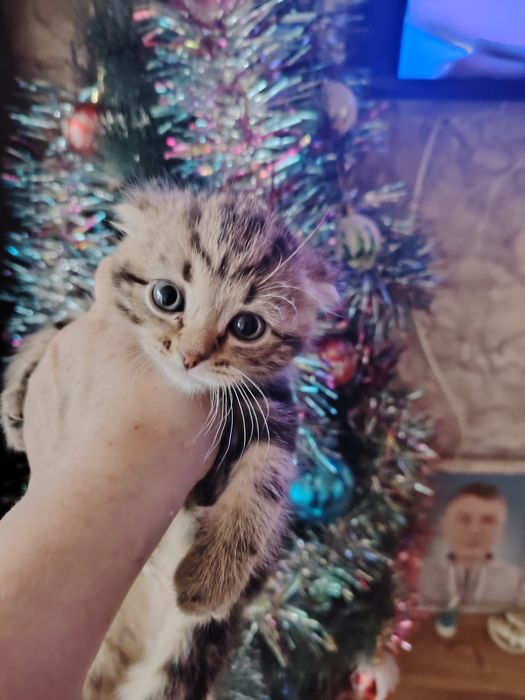 Шотландский фолдик