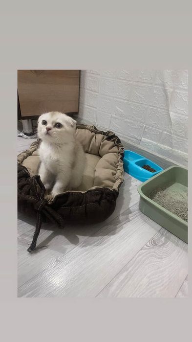 Катенок вислоухая