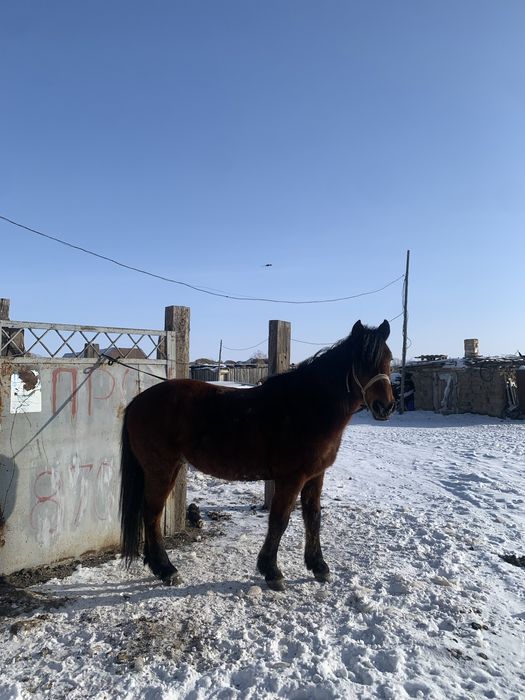 Продам Лошадь Айғыр