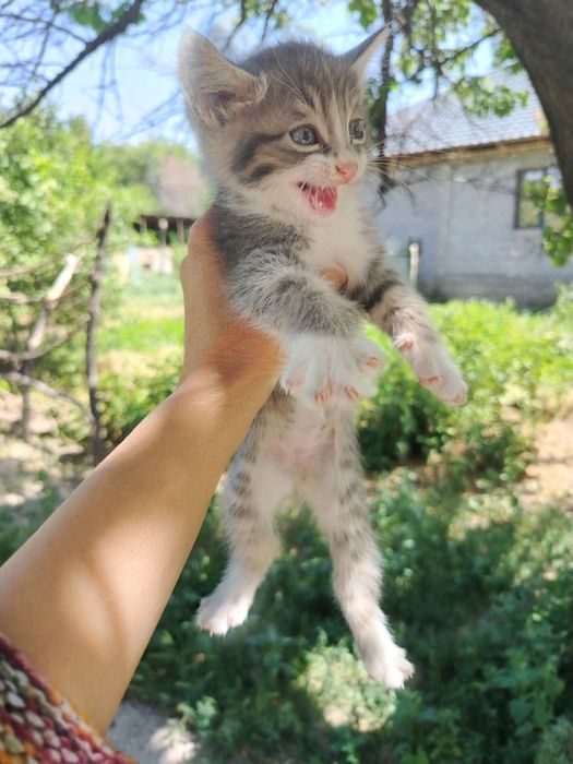 Котята бесплатно
