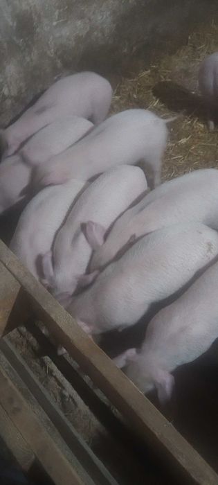 Прадавам малки прасенца