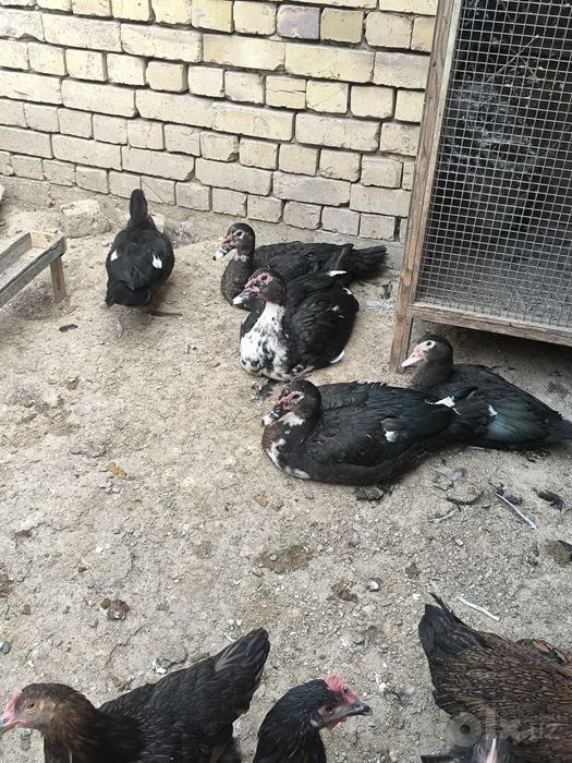 Ordaklar sotiladi soni 11 ta soglom bu yilgi