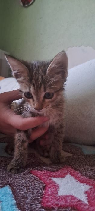 Хадия мушукча котенок бесплатно