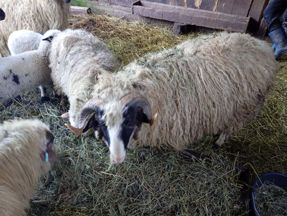 Vând 3 oi cu 3 mile și un berbec