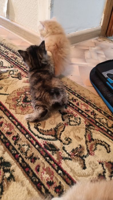Отдам срочно котят