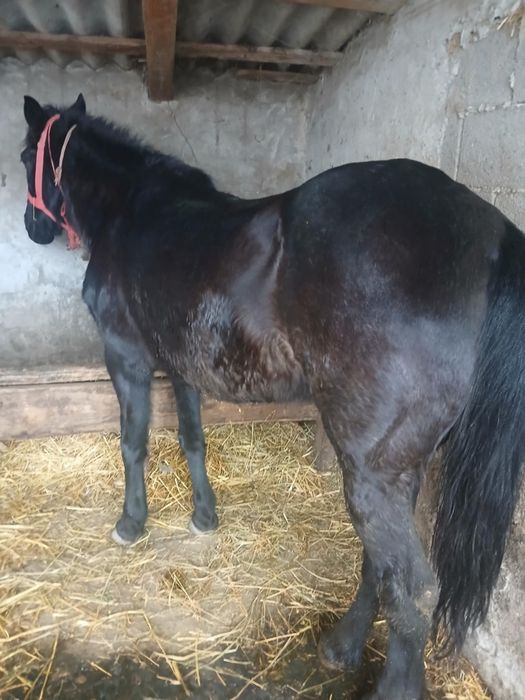 Vând iapă foarte cuminte