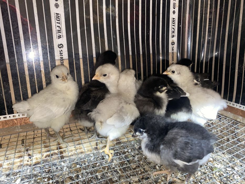 Pui araucana si australorp