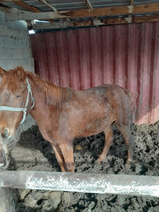 2-жасар байтал сатылады