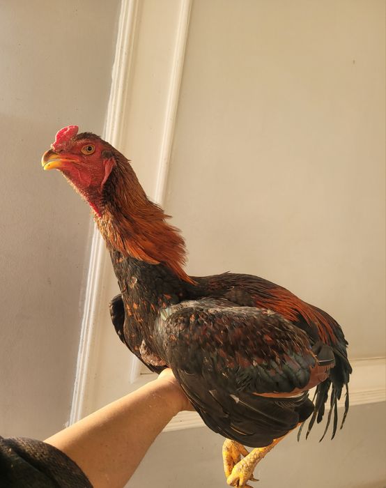 Dakan xoroz sotiladi