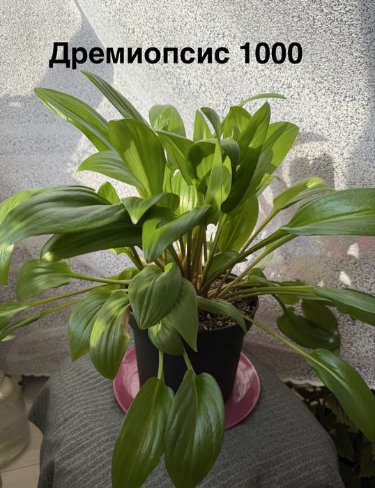 Комнатные цветы.