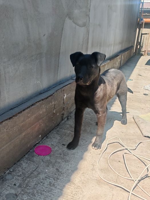 Собака умная послушная