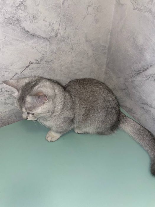 Anal plug cunnilingus forumi