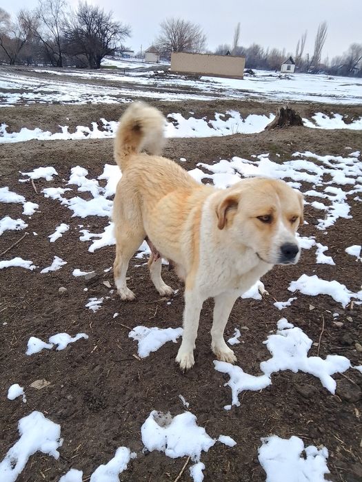 Отдаём щенят в добрые руки!!